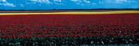 Tulip field near Spalding Lincolnshire England Fine Art Print