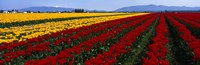 Tulip Field, Mount Vernon, Washington State, USA Fine Art Print