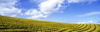 Mustard Fields Napa Valley California USA