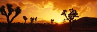 Sunset, Joshua Tree Park, California Fine Art Print