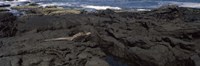 Marine iguana (Amblyrhynchus cristatus) on volcanic rock, Isabela Island, Galapagos Islands, Ecuador Fine Art Print