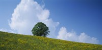 Green Hill w/ flowers & tree Canton Zug Switzerland Fine Art Print