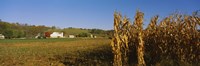 Corn in a field after harvest, along SR19, Ohio, USA Fine Art Print