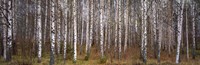 Silver birch trees in a forest, Narke, Sweden Fine Art Print