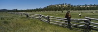 Two horses in a field, Arizona, USA Fine Art Print