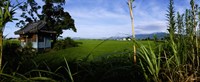 Rice paddies in a field, Saga Prefecture, Kyushu, Japan Fine Art Print