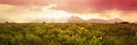 Wild Flowers Grand Teton Park Wyoming