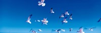 Birds in flight Flagler Beach FL USA by Panoramic Images - 27" x 9"