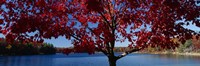 Close-up of a tree, Walden Pond, Concord, Massachusetts, USA Fine Art Print