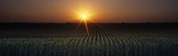 Sunrise, Crops, Farm, Sacramento, California, USA Fine Art Print