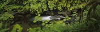 High angle view of a lake in the forest, Willaby Creek, Olympic National Forest, Washington State, USA Fine Art Print