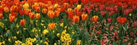 Tulips in a field, St. James's Park, City Of Westminster, London, England Fine Art Print