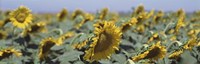USA, California, Central Valley, Field of sunflowers Fine Art Print