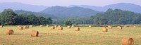 Hay bales in a field, Murphy, North Carolina, USA Fine Art Print
