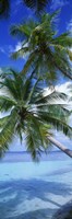 Maldives Palm Trees Fine Art Print