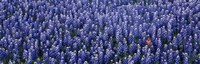 Bluebonnet flowers in a field, Hill county, Texas, USA Fine Art Print