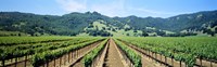 Napa Valley Vineyards Hopland, CA Fine Art Print