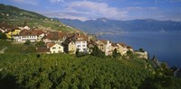 Village Rivaz between Vineyards & Mts. Lake Geneva Switzerland Fine Art Print