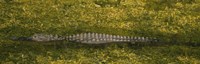 Alligator flowing in a canal, Big Cypress Swamp National Preserve, Tamiami, Ochopee, Florida, USA by Panoramic Images - 27" x 9"