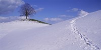 Switzerland, View of a lone Linden tree on a hill Fine Art Print