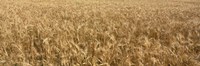 Wheat crop in a field, Otter Tail County, Minnesota, USA by Panoramic Images - 27" x 9"