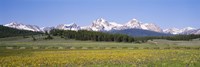Flowers in a field with a mountain in the background, Sawtooth Mountains, Sawtooth National Recreation Area, Stanley, Idaho, USA Fine Art Print