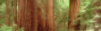 Redwood Trees, Muir Woods, California, USA, Fine Art Print