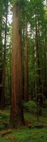Giant Redwood Trees Ave of the Giants Redwood National Park Northern CA Fine Art Print
