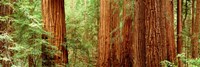 Redwoods Muir Woods CA USA Fine Art Print