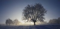 Cherry Tree in Snow, Aargau, Switzerland Fine Art Print