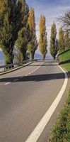 Switzerland, Lake Zug, View of Populus Trees lining a road Fine Art Print