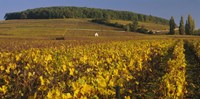 Vineyard on a landscape, Bourgogne, France Fine Art Print