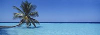Palm tree in the sea, Maldives by Panoramic Images - 27" x 9"