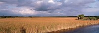 USA, Florida, Big Cypress National Preserve along Tamiami Trail Everglades National Park Fine Art Print