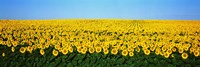 Sunflower Field, North Dakota, USA by Panoramic Images - 27" x 9"