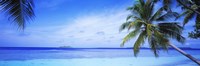 Ocean Island Water Palm Trees Maldives