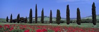 Field Of Poppies And Cypresses In A Row, Tuscany, Italy Fine Art Print