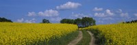 Path in a field, Germany Fine Art Print