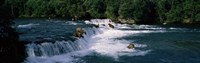 Bears fish Brooks Fall Katmai AK Fine Art Print