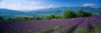 Lavender Fields, La Drome Provence, France Fine Art Print