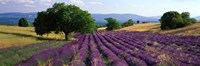 Flowers In Field, Lavender Field, La Drome Provence, France Fine Art Print