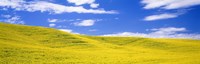 Canola Fields, Washington State, USA Fine Art Print