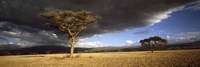 Tree w\storm clouds Tanzania Fine Art Print