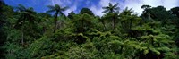 Rain forest Paparoa National Park S Island New Zealand Fine Art Print