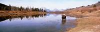 Bull Moose Grand Teton National Park WY USA Fine Art Print