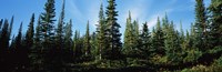Banff Pine Trees, Alberta, Canada Fine Art Print