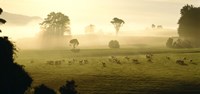 Farmland & Sheep Southland New Zealand Fine Art Print