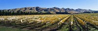Vineyards N Canterbury New Zealand Fine Art Print