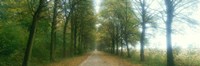 Road With Fog, France Fine Art Print