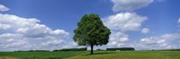 Single Tree, Germany by Panoramic Images - 27" x 9"